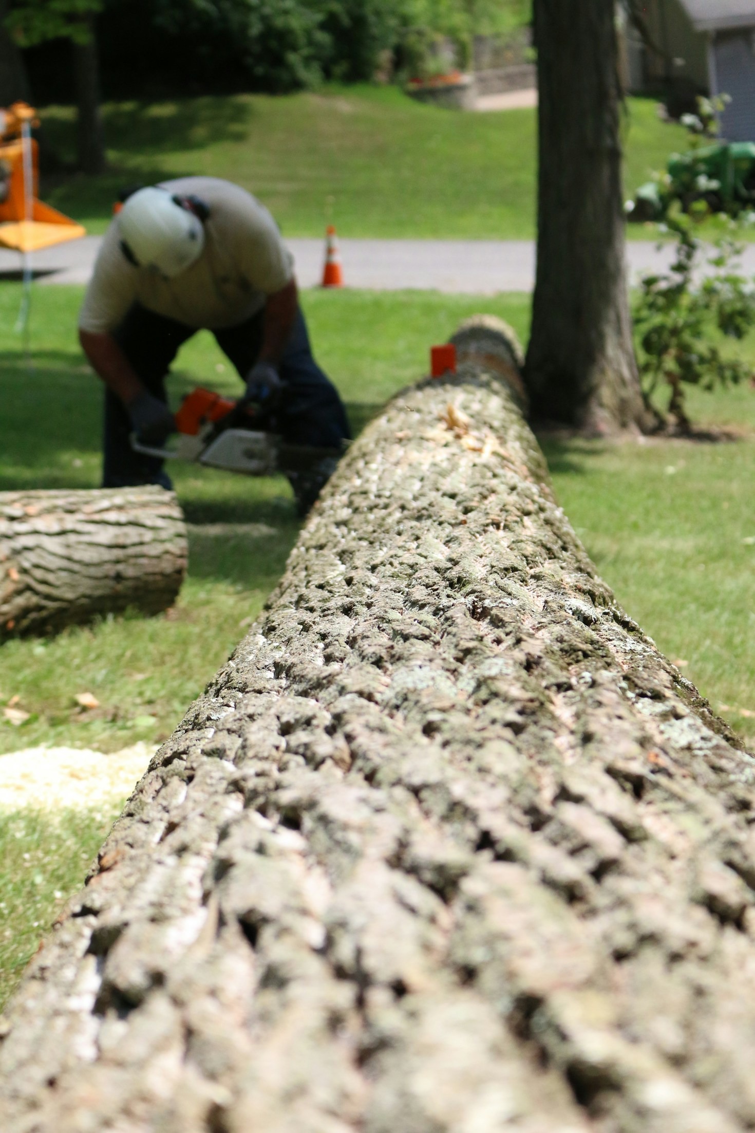 The Importance of Professional Stump Grinding Services