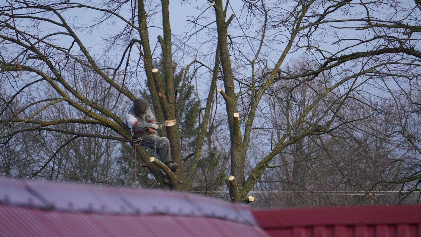 Firewood Splitting Made Easy with Professional Services